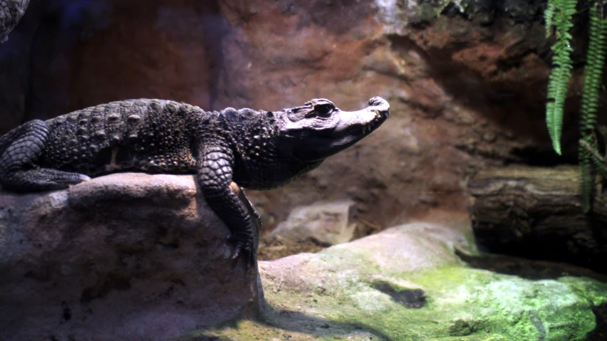 a large alligator that is on some rocks