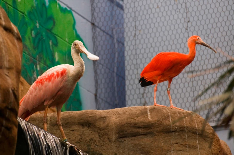 two large birds perched on top of a rock