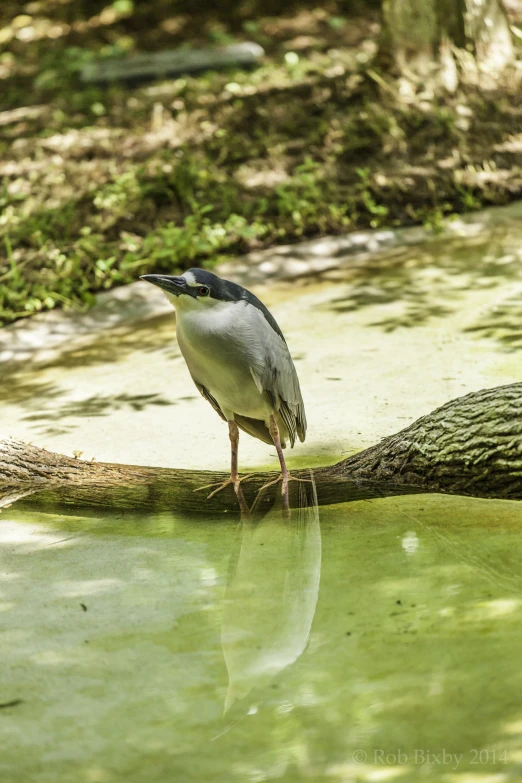 a green bird standing on a log in the water