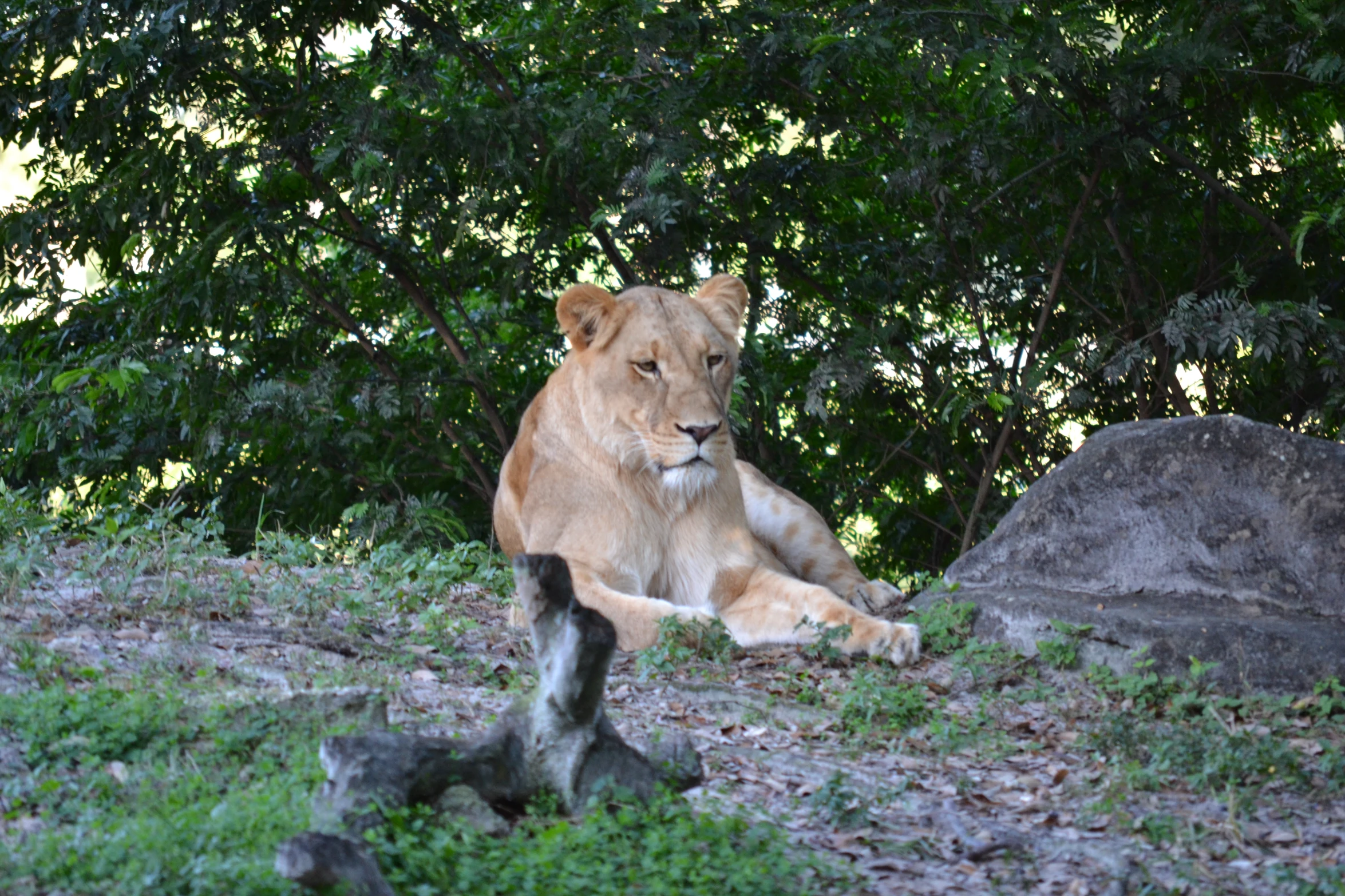 a lion is sitting next to a big rock