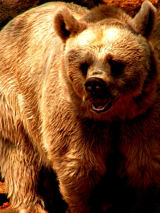 an adult bear walking through a rocky area