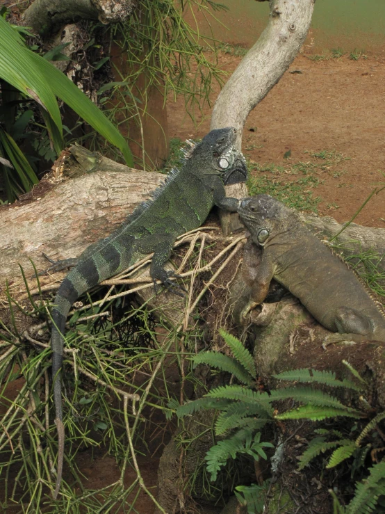 an iguana and another lizard on some tree limbs