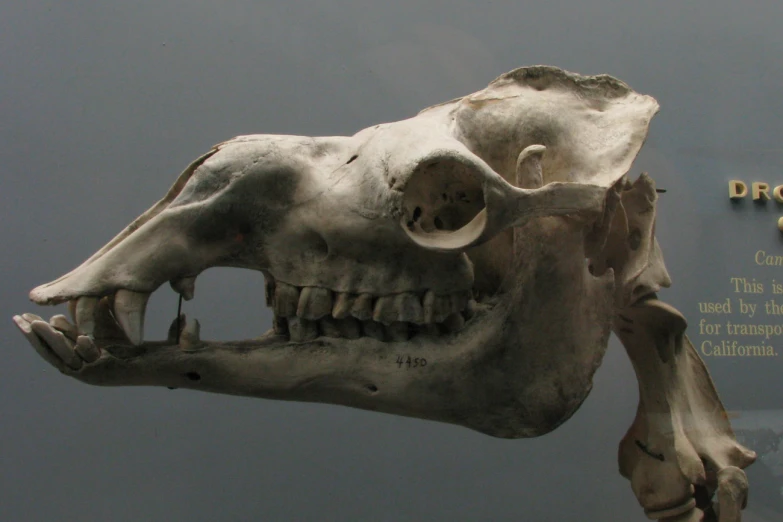 a museum display with an animal's skull and bones