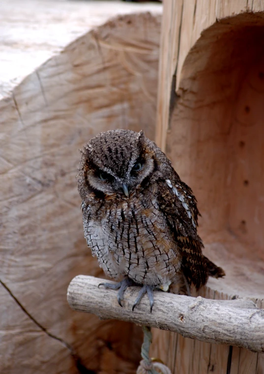 a owl sitting on top of a wooden post