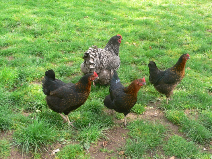 four chickens in grassy area with dirt pathway