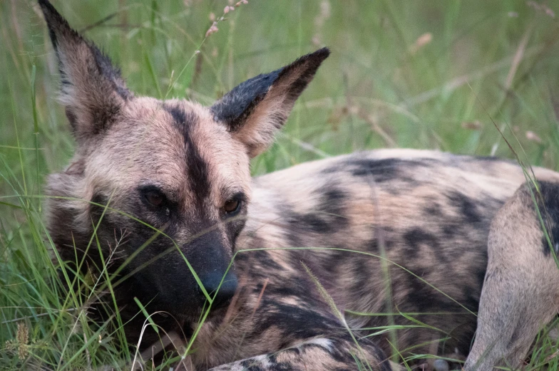 a small dog laying in the tall grass