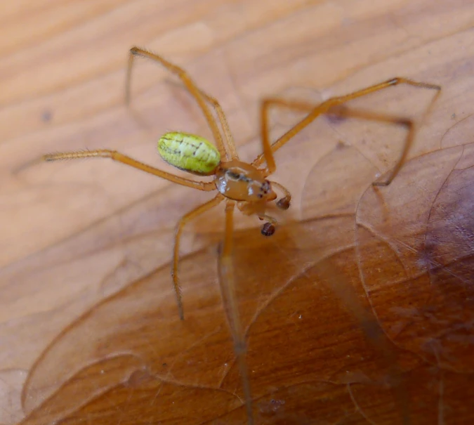 a yellow spider on a wooden surface