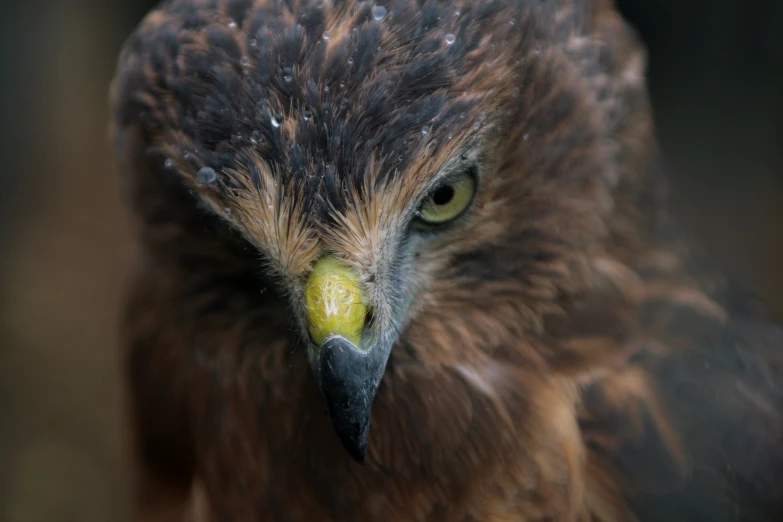 a close - up of a bird with very small, yellow eyes