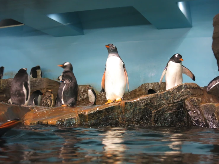 group of penguins standing on rocks in indoor setting