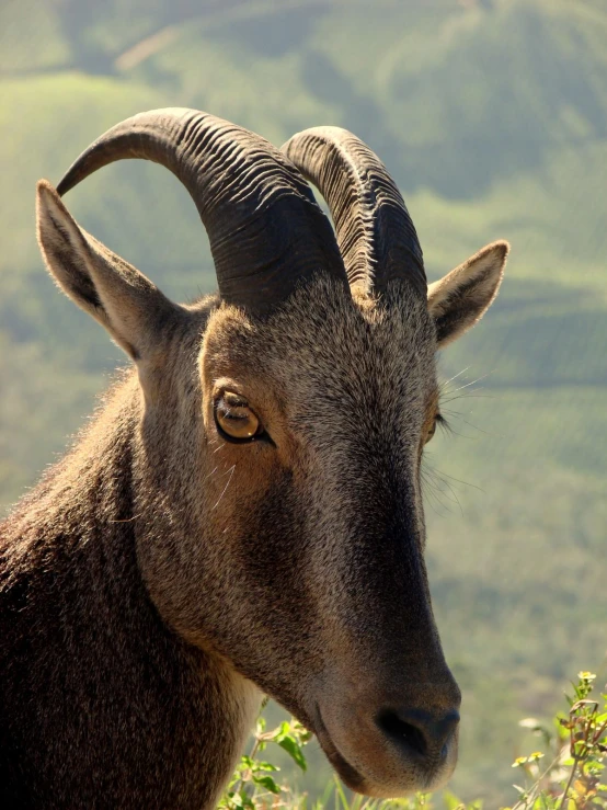 a large goat with very long horns standing in tall grass