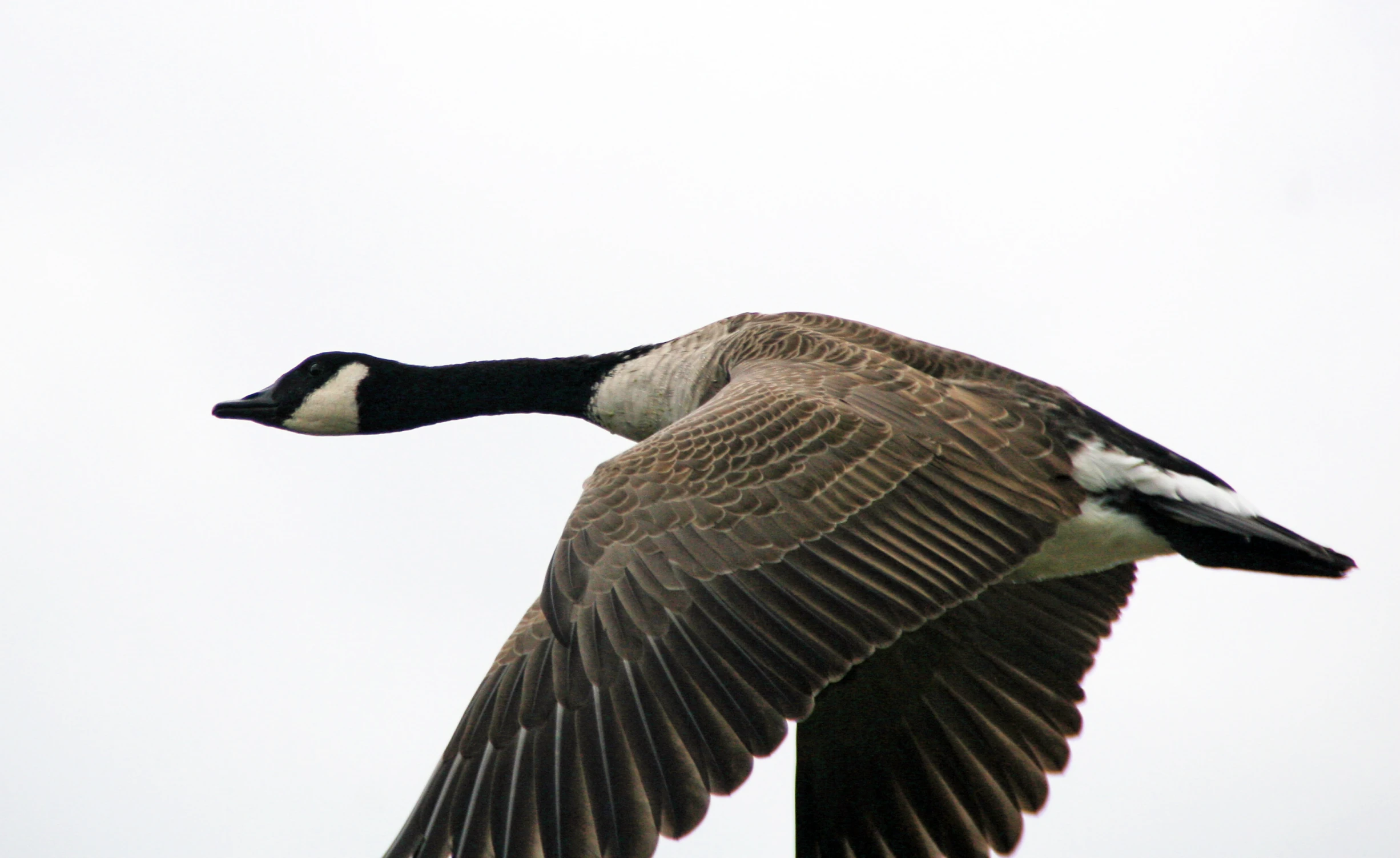 a brown and white goose flying through a sky