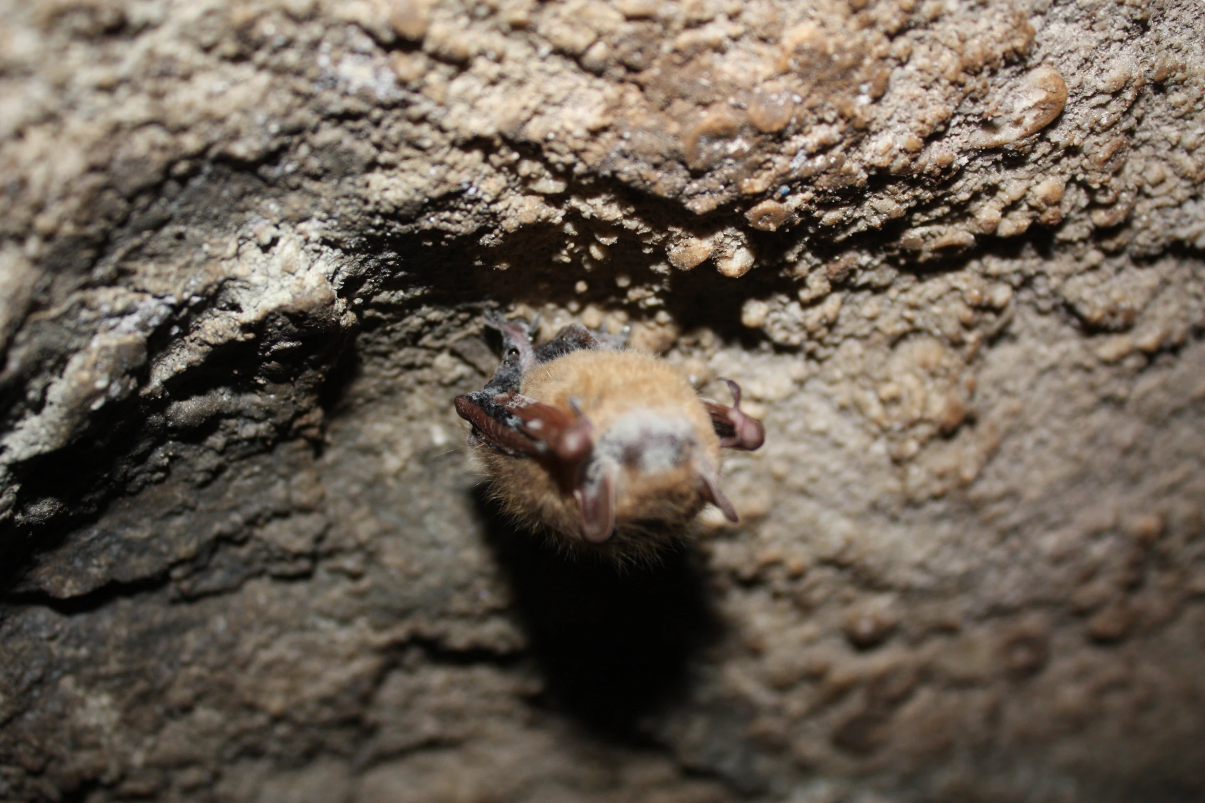 a bat in the cave, viewed looking down at the ground