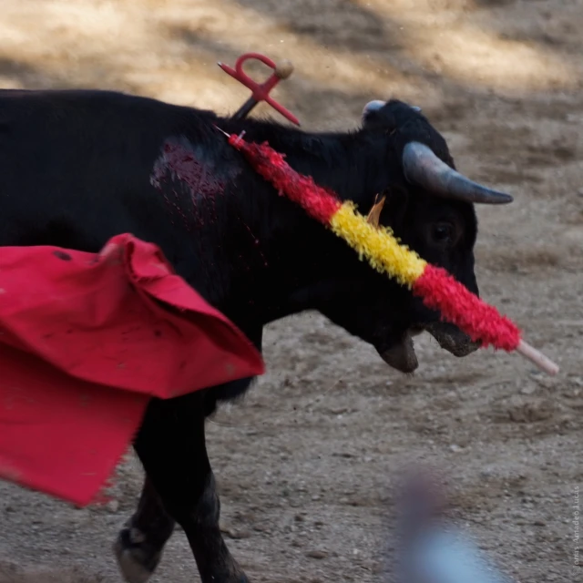 a black cow is wearing a red blanket