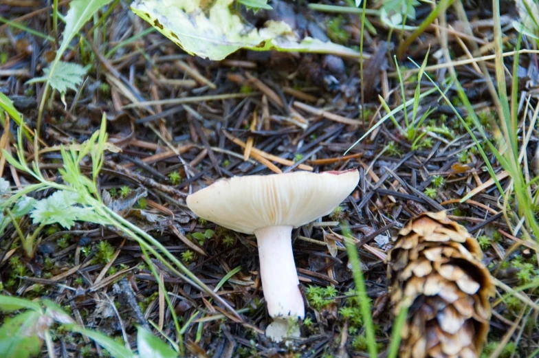 a white mushroom and some pine cones