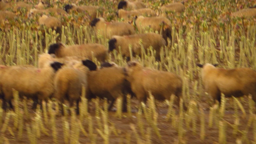 there are a lot of sheep standing in the field