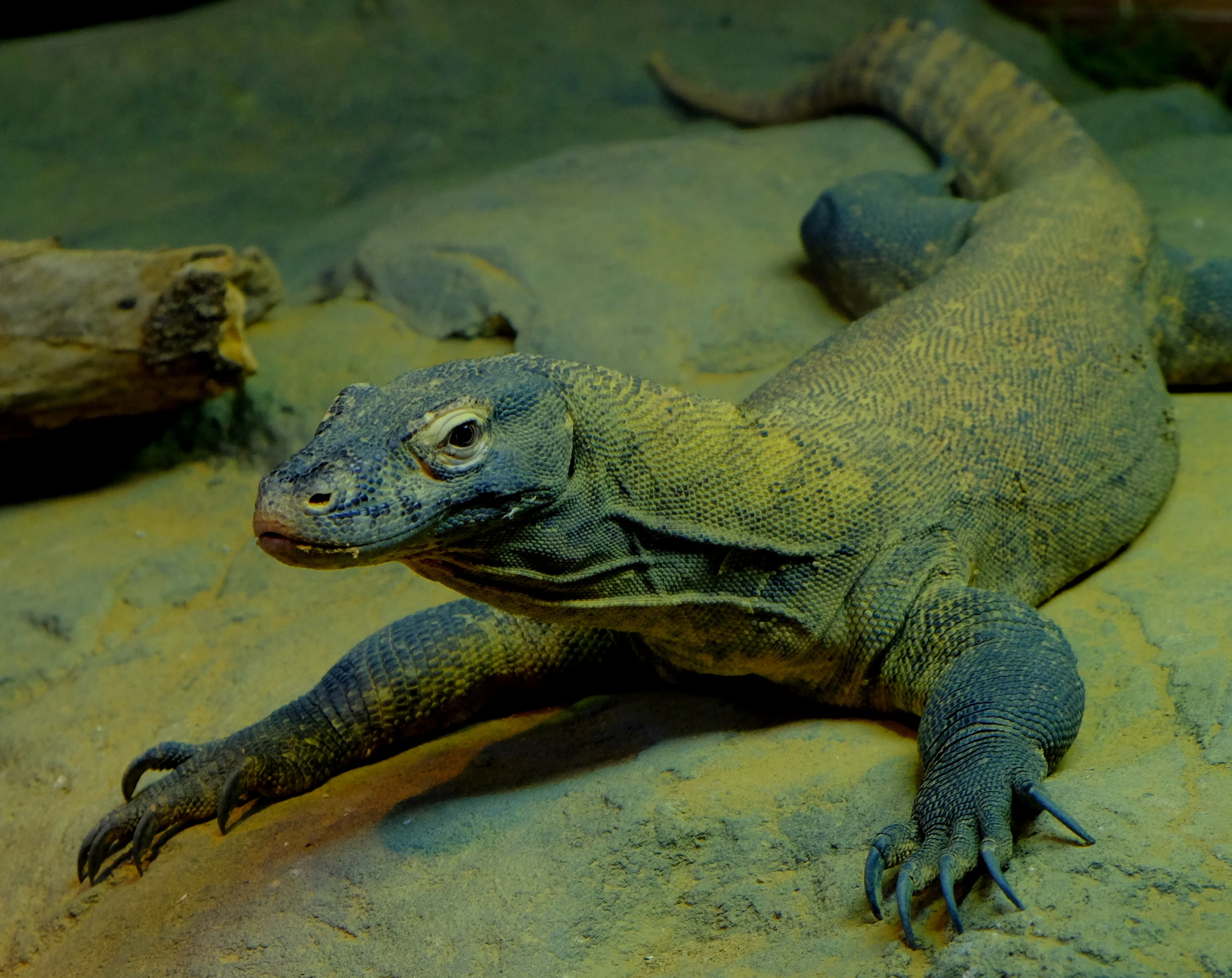 iguana looking intently while laying on rock