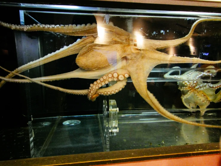 an octo in an aquarium with its head stuck in a bottle