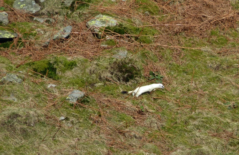 small animal with white body lying on grass