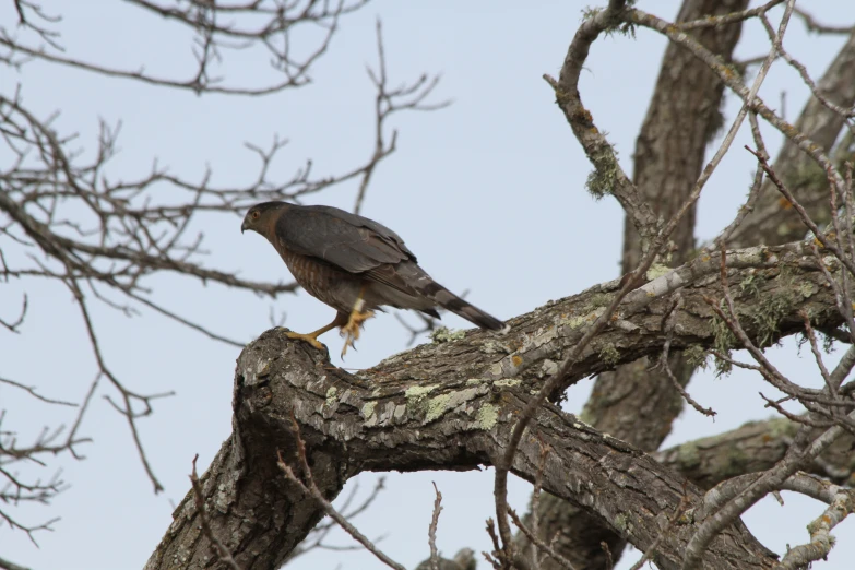a hawk perched on a tree limb with it's beak open