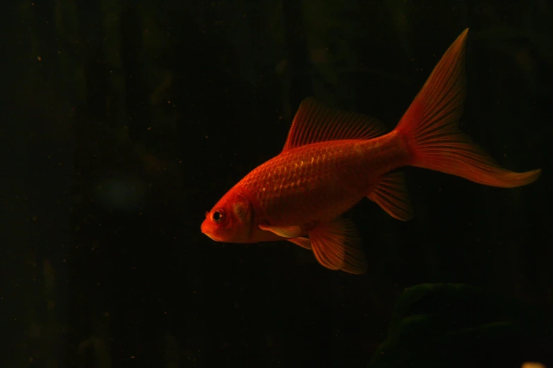 fish swimming in the water at night