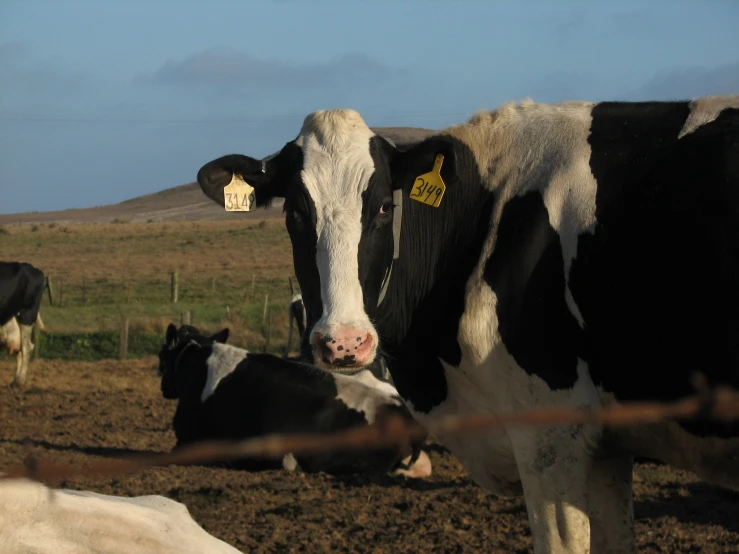 two cows standing next to each other in a field