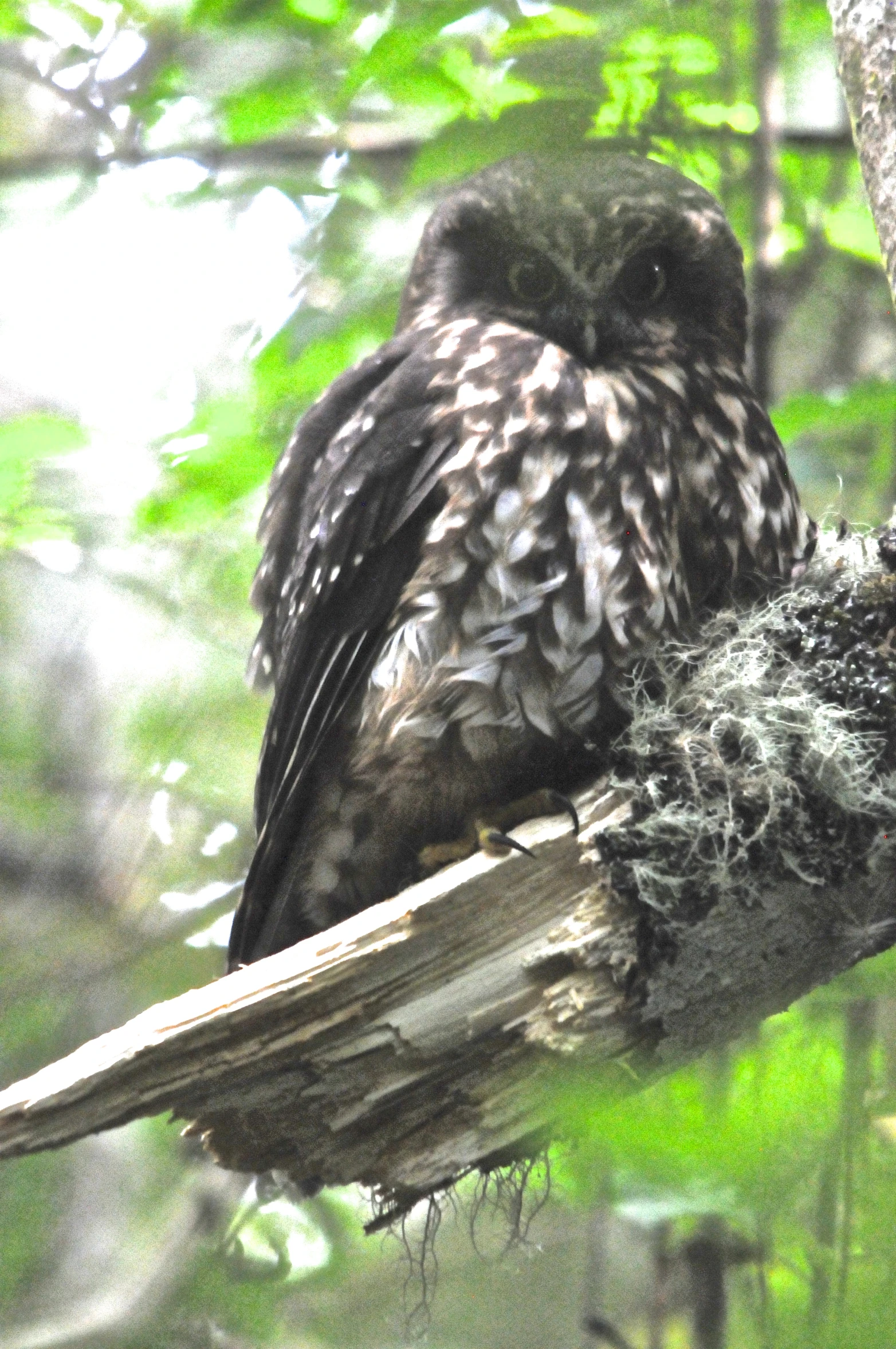 two owl birds in a tree with green foliage