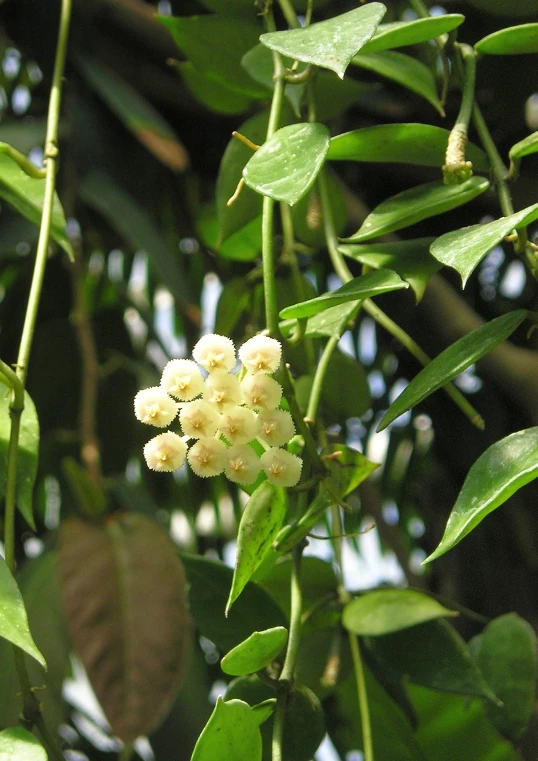 a flowering tree with little flowers and lots of green leaves