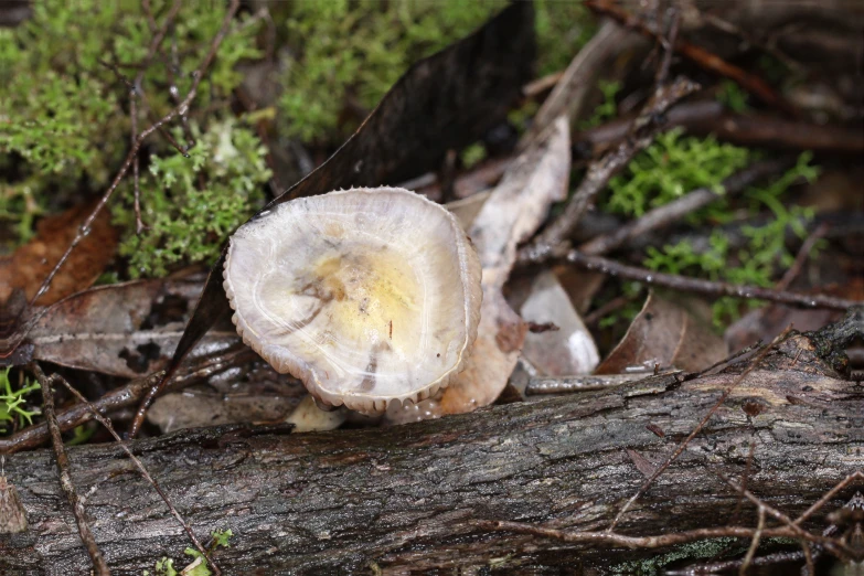 a large mushroom that is sitting on a fallen log