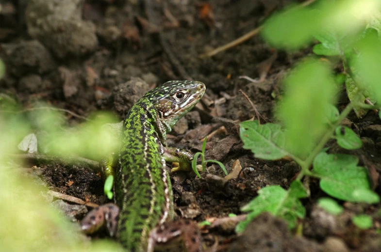 an green lizard with black spots walking through leaves