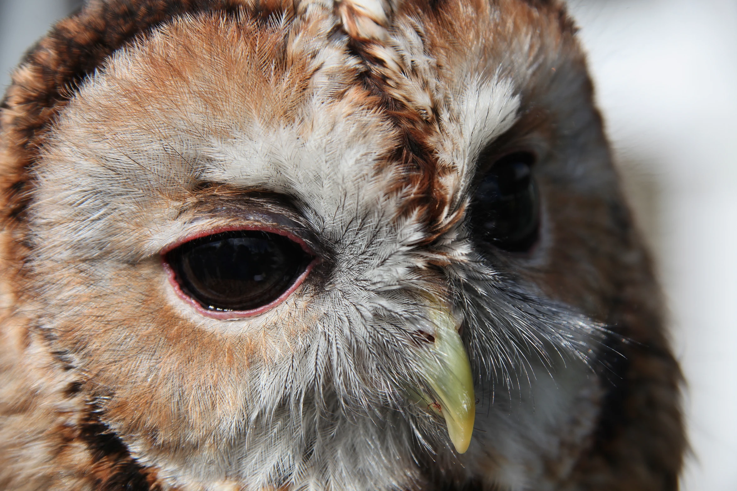 an owl's eye looking up while staring