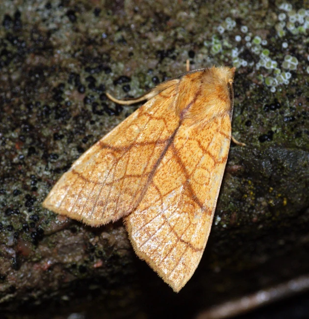 a brown and yellow moth sitting on top of a leaf covered wall