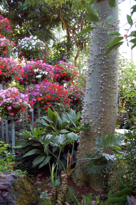 a small garden with some different types of plants