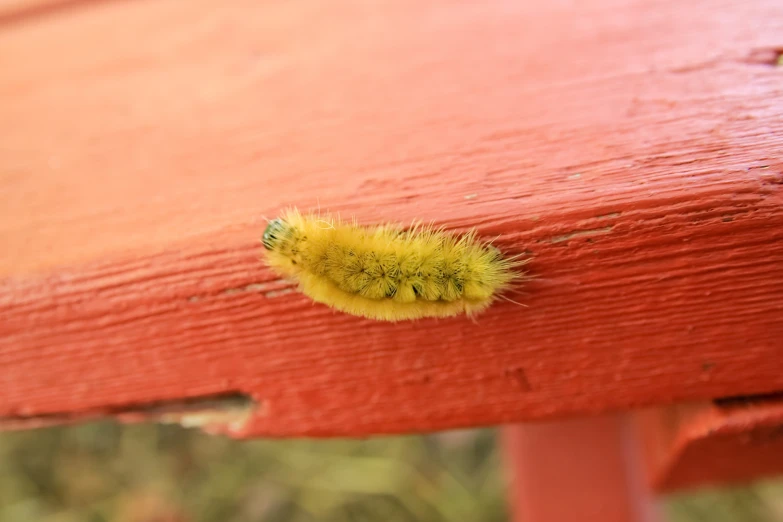 a small yellow bug crawling on a red chair
