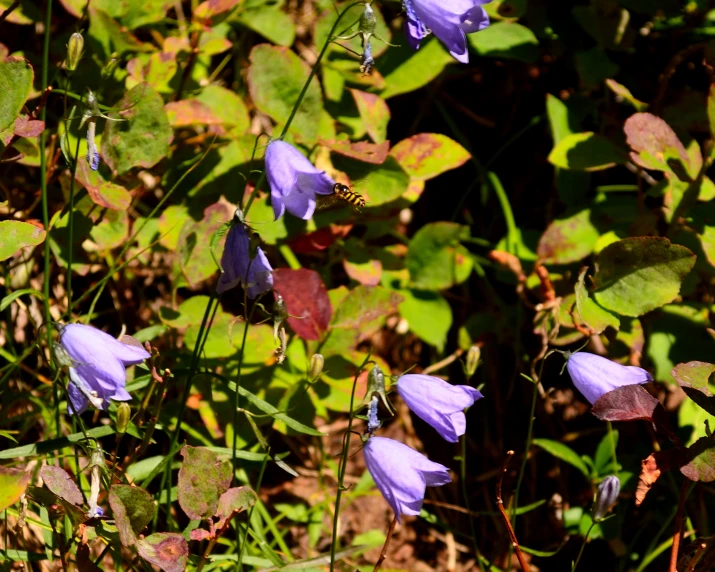 many blue flowers in the green grass by some trees