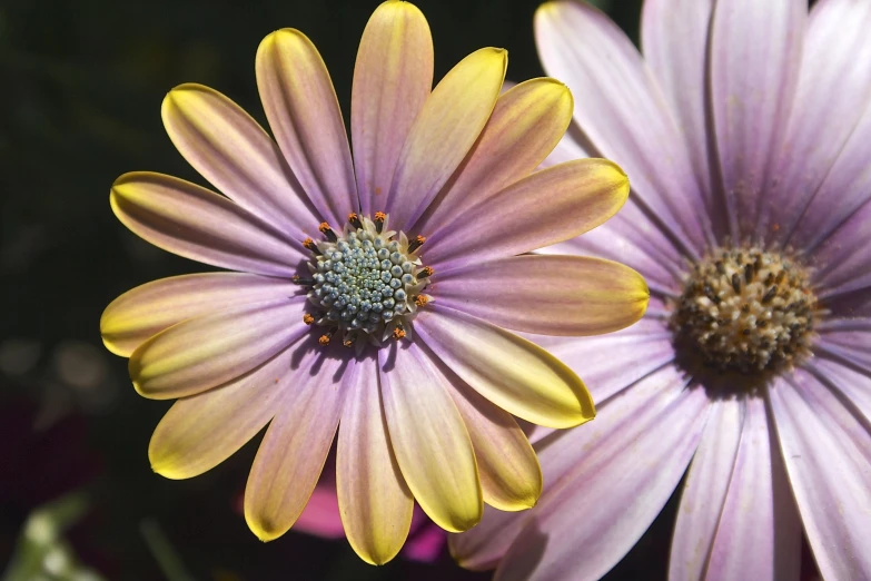 two daisies, one yellow and the other pink