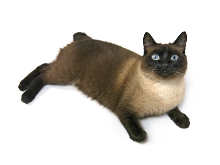 an siamese cat is looking up and there are blue eyes