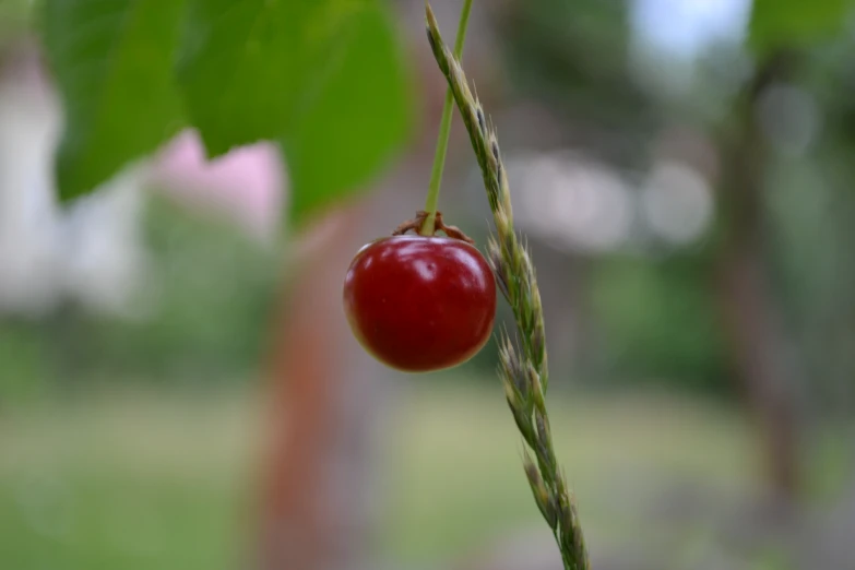 some kind of berry is hanging from a tree