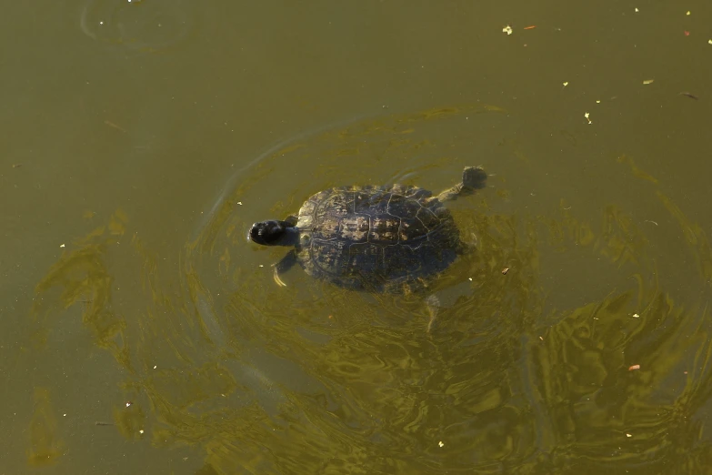 a baby turtle swims in green water