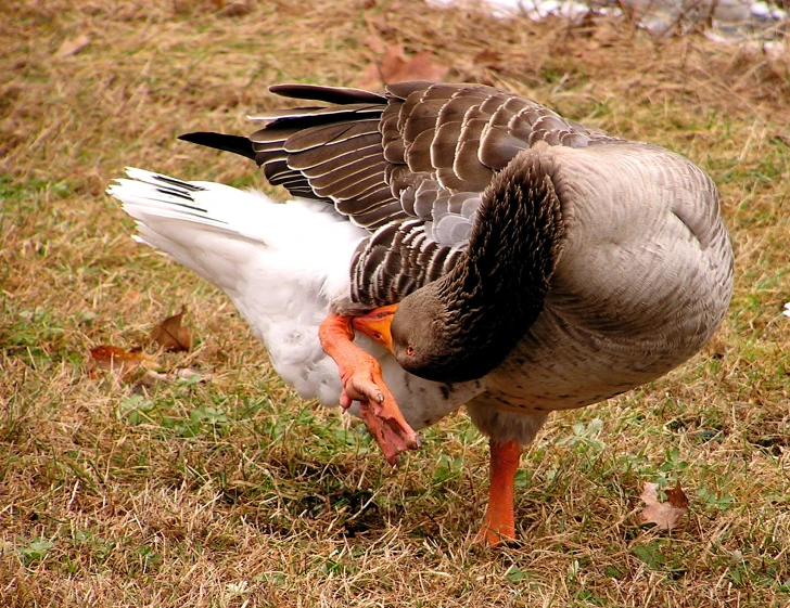 a duck with it's wing raised on the ground