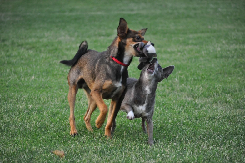 two small dogs that are in the grass