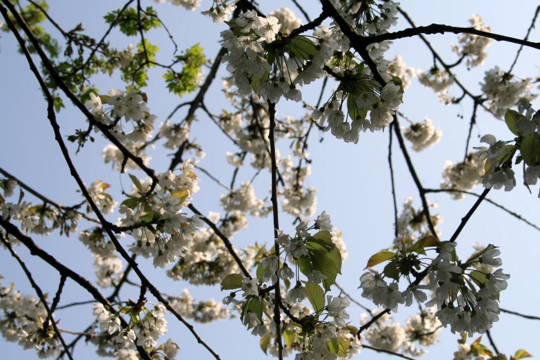 the nches of some trees with white flowers