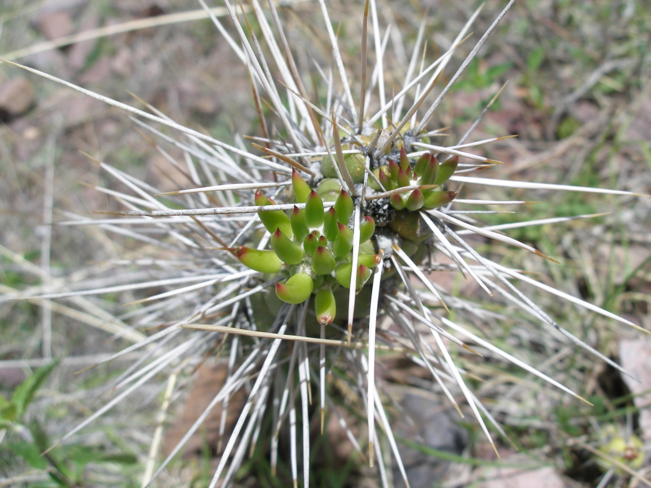 a close up of a small cactus with lots of spines