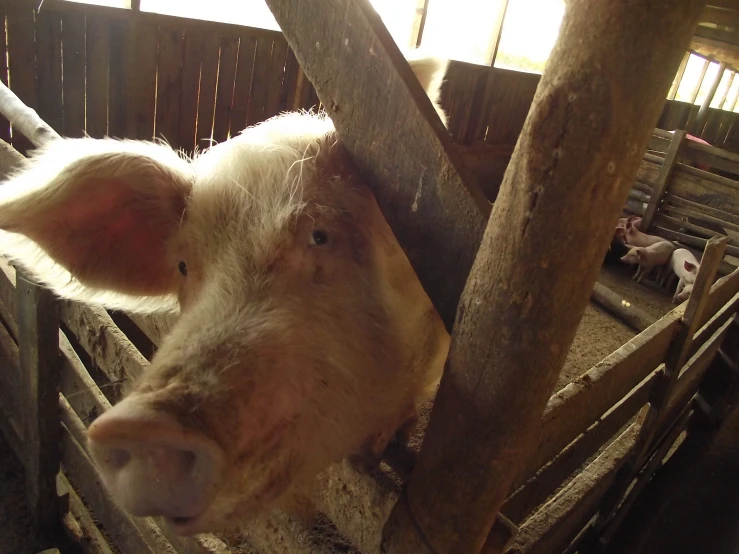 some cows in a pen in a barn