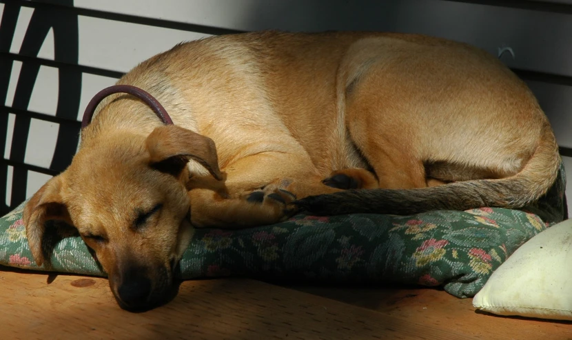 a dog sleeping on top of a flower print pillow