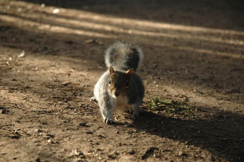 a small gray squirrel walking on dirt ground