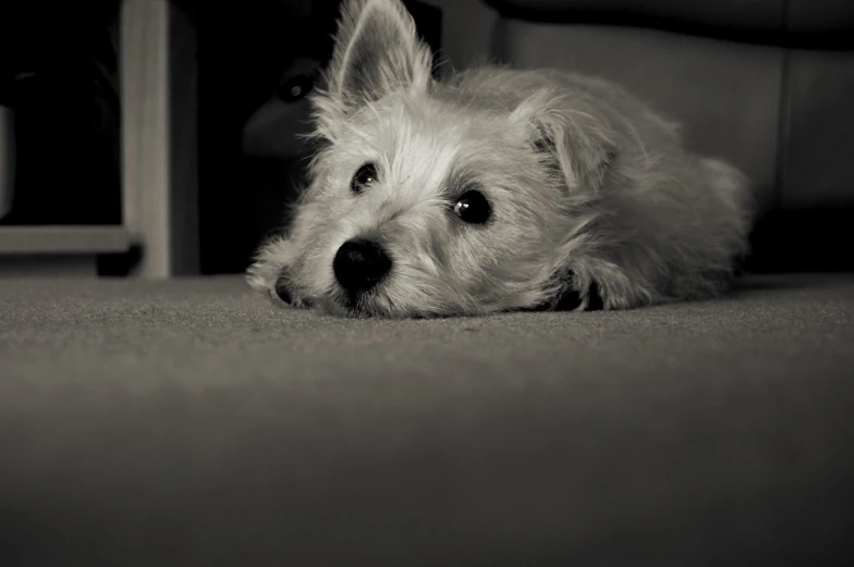 dog lying on floor in the middle of a room with furniture and carpet