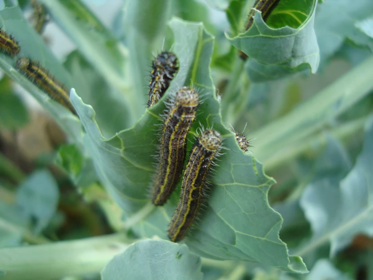 some green bugs that are on a plant