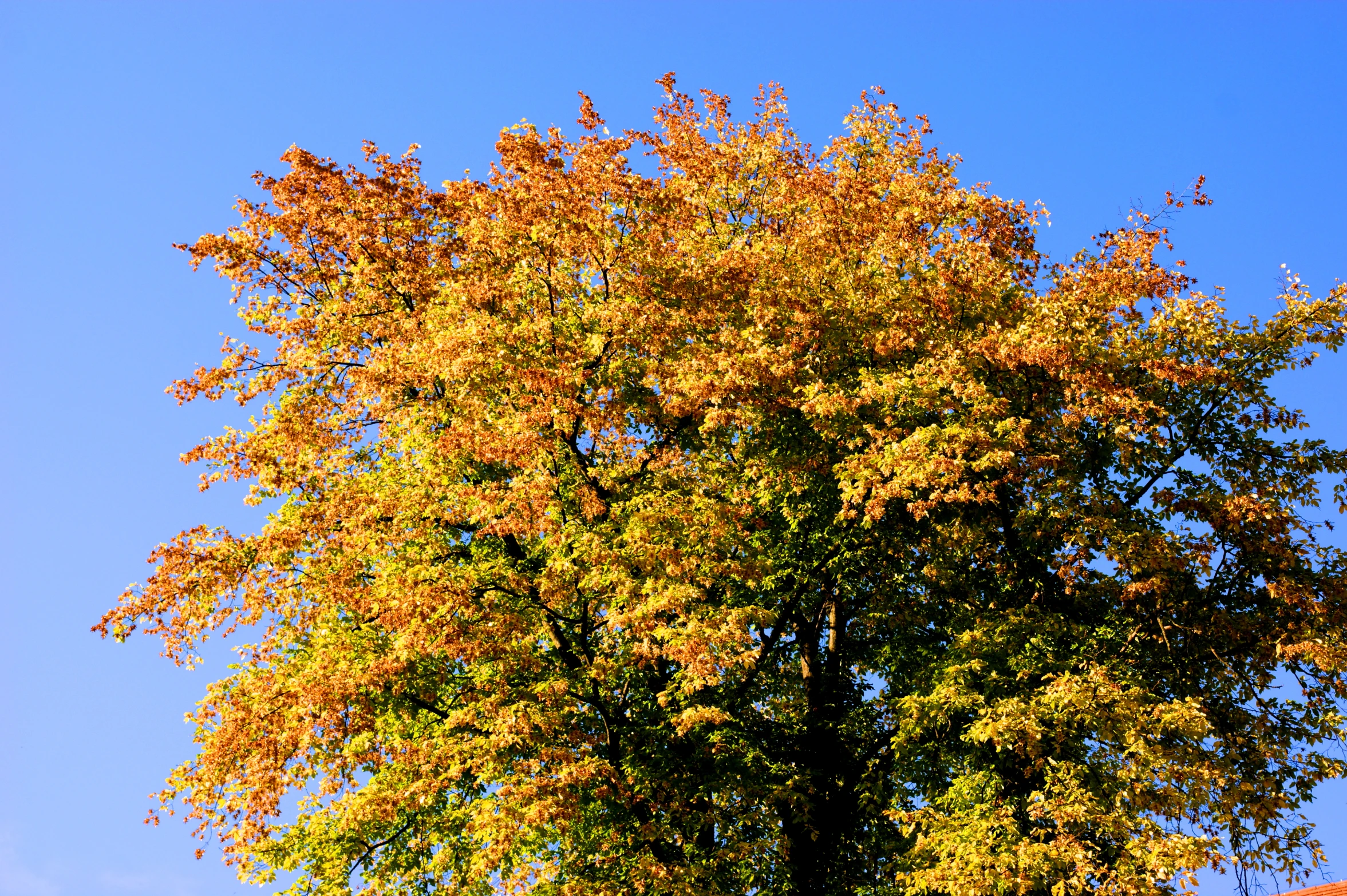 an orange colored tree stands out against the blue sky