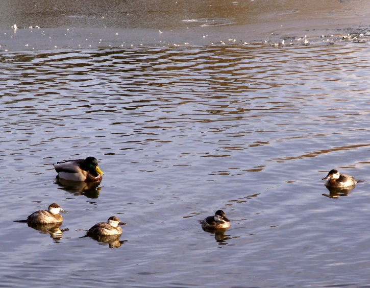 many ducks floating in a lake near water