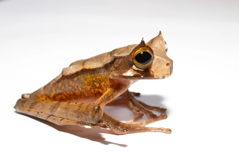 a brown and yellow frog looking into the distance